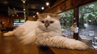 A Cat's-Eye View of Japan
