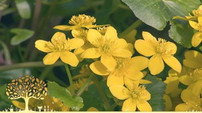 Gardeners' World