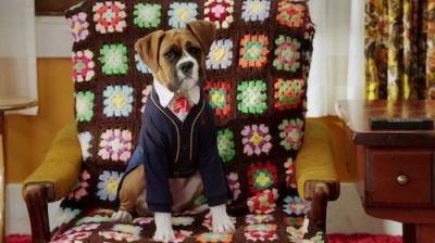 Pup Academy