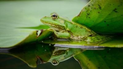 Our Living World