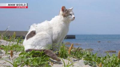 A Cat's-Eye View of Japan