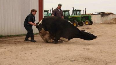 The Incredible Dr. Pol