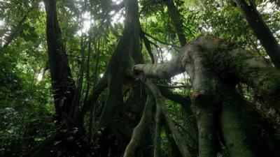 Planeta Selva