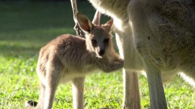 Crikey! It's the Irwins