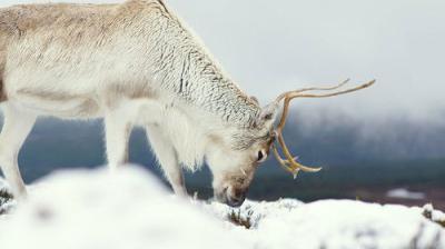 Winterwatch