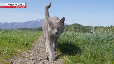 A Cat's-Eye View of Japan