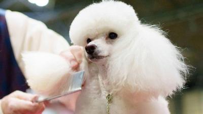Crufts