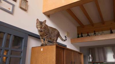 A Cat's-Eye View of Japan
