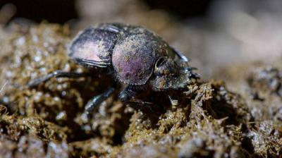 David Attenborough's Natural Curiosities