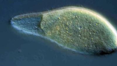 Journey to the Microcosmos