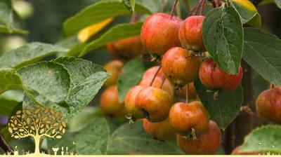 Gardeners' World