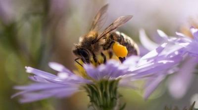 Springwatch