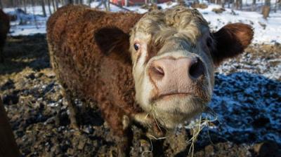 The Incredible Dr. Pol