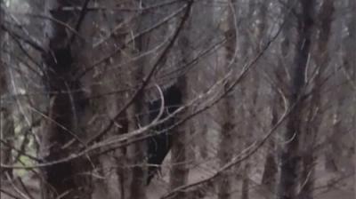 Paranormal Caught on Camera