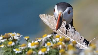Springwatch