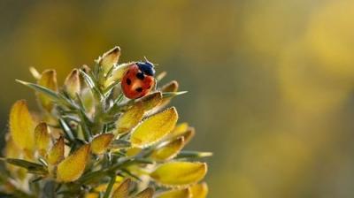 Springwatch