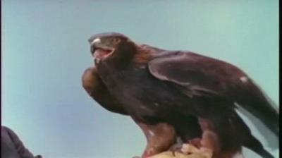 Mutual of Omaha's Wild Kingdom