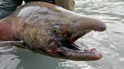 River Monsters