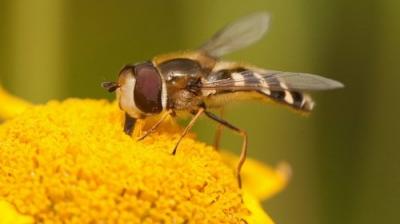 Springwatch