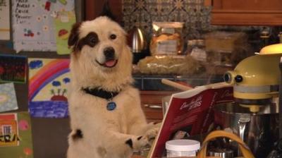 Dog with a Blog