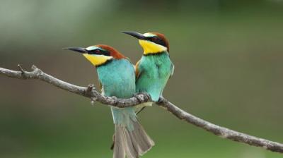 Incredible Animal Journeys