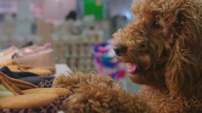Waffle the Wonder Dog