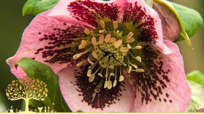 Gardeners' World