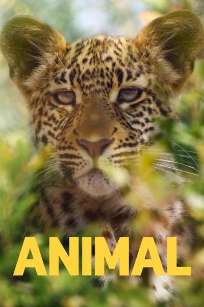 Animal filmas online