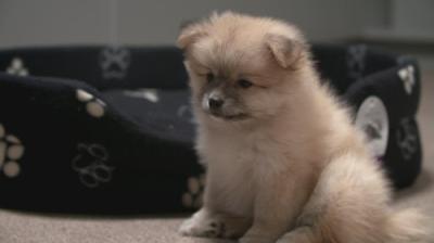 For the Love of Dogs