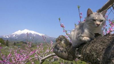A Cat's-Eye View of Japan