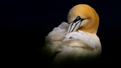 Springwatch