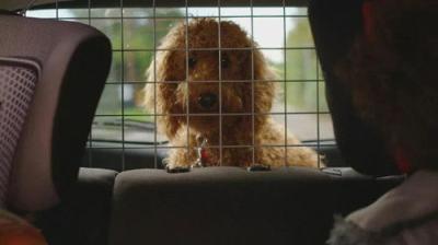 Waffle the Wonder Dog