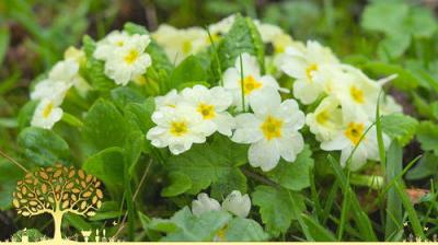 Gardeners' World