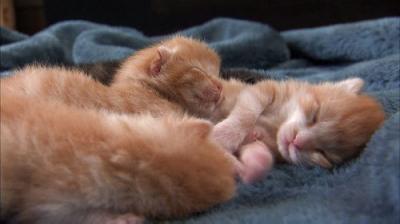 Too Cute