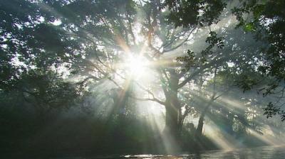 Natural World