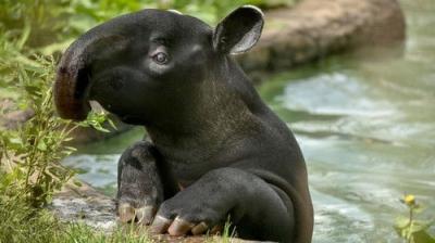 The Secret Life of the Zoo