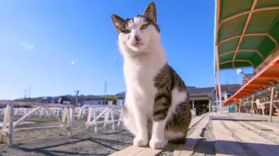 A Cat's-Eye View of Japan
