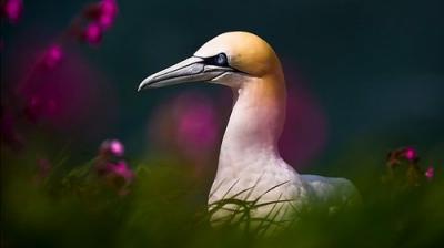Springwatch