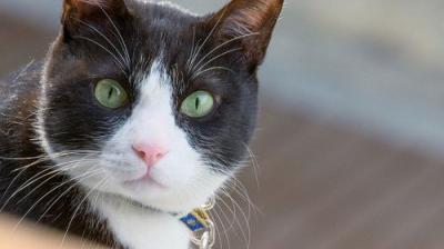 A Cat's-Eye View of Japan