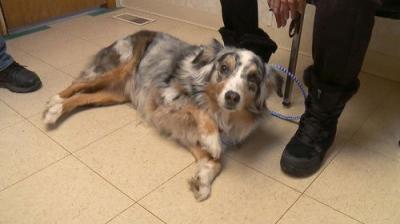 The Incredible Dr. Pol