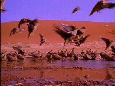 The Life of Birds