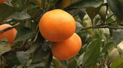 Seasoning the Seasons