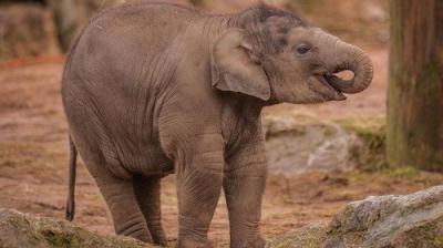 The Secret Life of the Zoo
