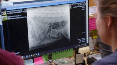 The Incredible Dr. Pol