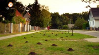 Löwenzahn