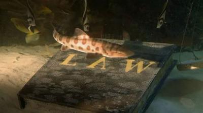 Tanked