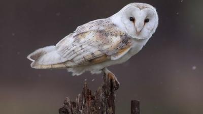 Springwatch