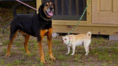 Pit Bulls and Parolees