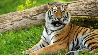Animal Park