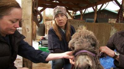 Dr. Oakley, Yukon Vet
